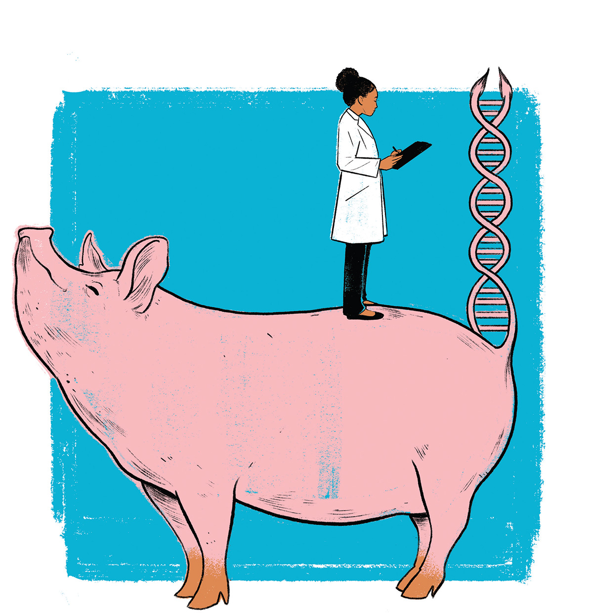 이코노미스트 - 유전자 변형 기술, 돼지의 체지방 쏙 뺐다