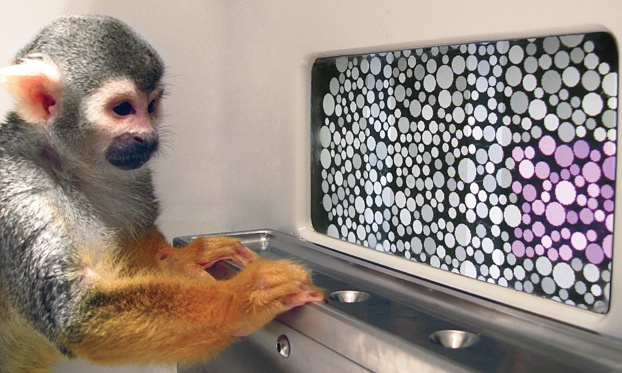 이코노미스트 - 유전자요법으로 색맹 치료