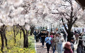 강풍·비 소식에…‘벚꽃엔딩’ 빨라질까