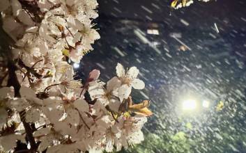 “벚꽃 위로 눈 날리고”…전국 강풍특보에 날씨 혼돈