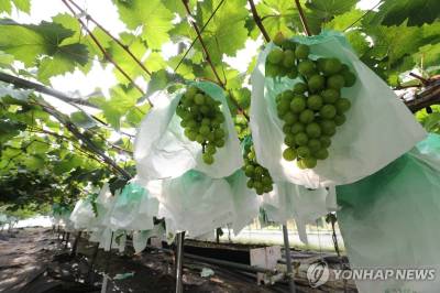 국산 포도 수출량 1년 만에 2배…1분기 역대 최대 기록
