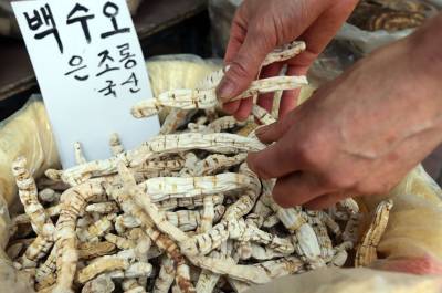 '8만원→8천원' 가짜 백수오 주가 폭락 