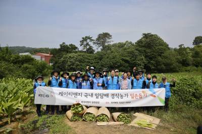 KT&G, 농가와 상생 실천 위해 19년째 잎담배 수확 봉사활동