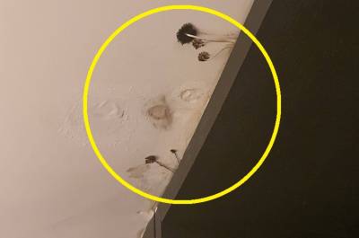 "호텔 룸에서 버섯이 자람"…천장 보고 '화들짝'
