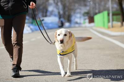 안내견은 스트레스로 수명이 짧다?...안내견에 대한 오해와 진실 
