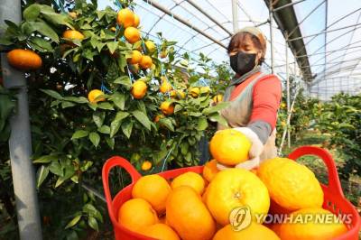 "올해 귤 비싸고 달아지려나"...제주 예상량 관측 이래 최저