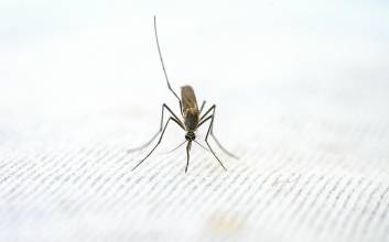 "어쩐지 요즘 가렵더라"…'가을 모기' 왜 많아졌나 했더니