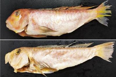 제주산 '옥통수' 옥돔 둔갑한 저가 생선에 수천만원 챙긴 사장, 끝내…