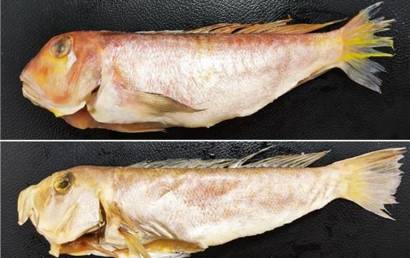 제주산 '옥통수' 옥돔 둔갑한 저가 생선에 수천만원 챙긴 사장, 끝내…