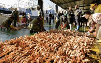 영덕대게, 5개월 금어기 끝내고 올해 첫 위판