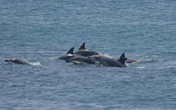 “Protect the Jeju Indo-Pacific Bottlenose Dolphin as Korea’s First Eco Legal Person”