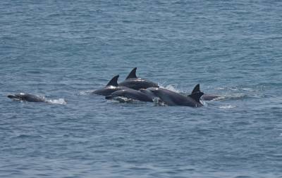 “Protect the Jeju Indo-Pacific Bottlenose Dolphin as Korea’s First Eco Legal Person”