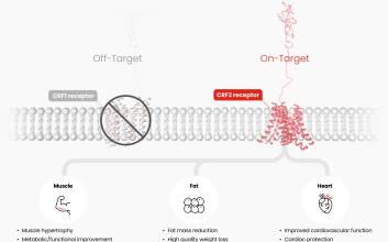 한미약품, ‘근육 증가’ 혁신 비만신약, 美 FDA 임상 1상 승인