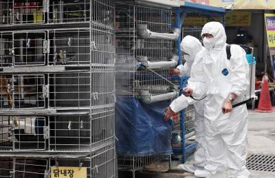 평택에서도 고병원성 조류인플루엔자 발생