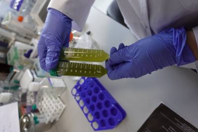 K-뷰티의 ‘원료 독립’ 선언... 중소기업이 일궈낸 ‘시카(Cica)’ 국산화의 기적