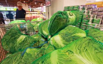 "김장철 배추의 '갈색 점', 곰팡이 아니다…안심하고 먹어도 괜찮다"