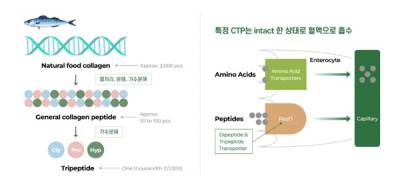 뉴트리 에버콜라겐 주원료 저분자콜라겐펩타이드, 독자 효소 기술로 체내 흡수율 ‘54배' 달성