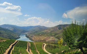 와인 애호가들이 포르투갈로 향하는 이유 [홍미연의 와인 스토리:지(知)]