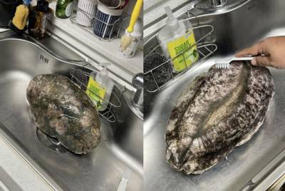 '25cm' 초대형 전복, 기부하면 준다…SNS 뒤흔든 정체는