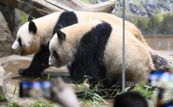 일본 떠나는 마지막 판다…'판다 외교'의 빈자리 남긴다