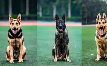 대외 의존도 낮추는 中, 경찰견 마저 ‘자립’