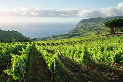 대서양을 건넌 황금빛 와인의 비밀 