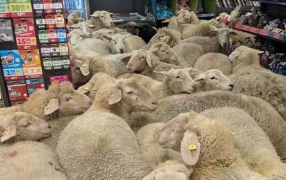 "장 보러 온 거 같다" 때아닌 '양들의 습격' 마트에 우르르…무슨 사연?