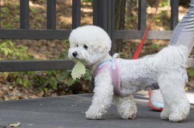 "염화칼슘 뿌리지 마…우리 애 다칠라" 견주들 민원…잇단 설전