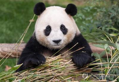 푸바오 돌아오나…기후부 장관 “남자친구와 오도록 노력”