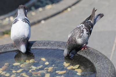 뇌칩 심은 '사이보그 비둘기'…러시아 원격 조종 기술 논란