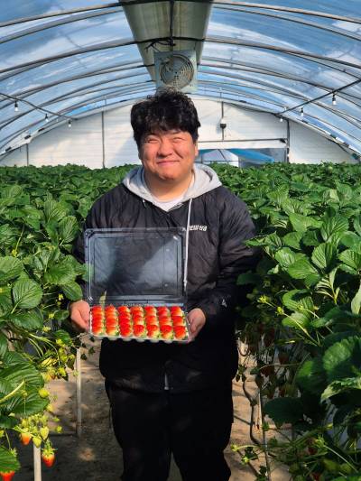 쿠팡, 판매 위기 딸기 농가 지원..."지역 경제 활성화"