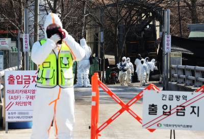 무안 양돈농가 ASF 확진에 이동중지 명령…돼지 3371두 살처분