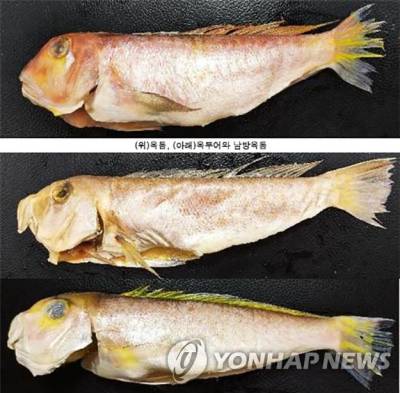 "제주서 비싼 '옥돔' 샀는데 '옥두어'라니"…'눈밑' 보면 안다