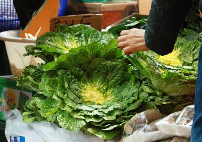 "겨울 가기 전에 꼭 드세요"…'두바이' 다음 '봄동' 열풍에 가격↑