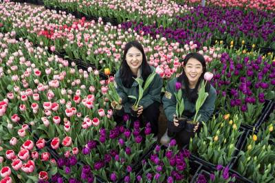 형형색색 봄 맞는 '튤립축제' 준비 끝...에버랜드 "20일 개막"