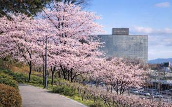 그랜드 하얏트 서울, 벚꽃 호캉스 즐기기