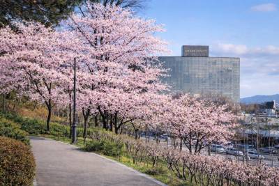 그랜드 하얏트 서울, 벚꽃 호캉스 즐기기