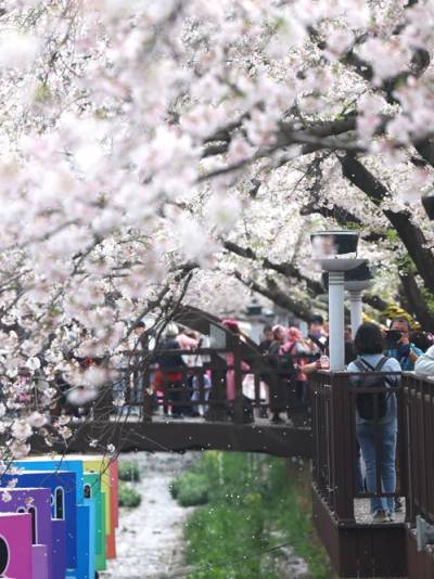 주말 벚꽃 특수 기대했던 상권…불청객 ‘봄비’ 예보에 변수