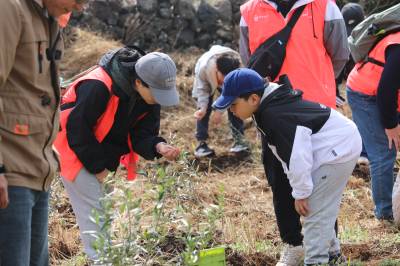 한국관광공사, 비양도에 ‘희망의 올리브’ 심기