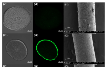 AMOREPACIFIC Develops a Hair Keratin Strengthening Peptide Based on AI・Molecular Modeling