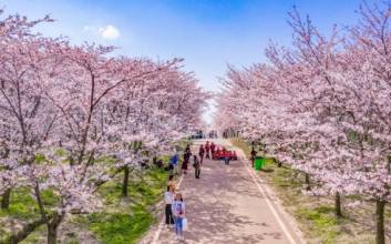 구이양 봄꽃경제 ‘활짝’...60만평 자두꽃 단지에 관광객 몰렸다