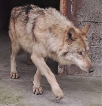 늑구빵 완판·대전팀 승리까지…'행운의 상징' 늑구, 연일 화제